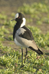 Vanellus armatus