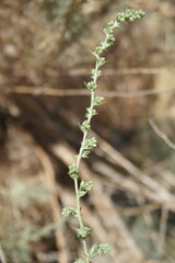 Artemisia marschalliana