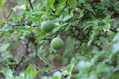 Citrus trifoliata