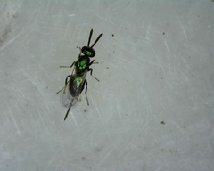 Torymidae