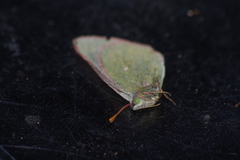 Colias behrii