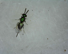 Torymidae
