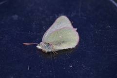 Colias behrii