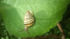 Drymaeus
