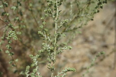 Artemisia marschalliana