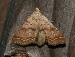 Renia discoloralis