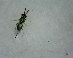 Torymidae