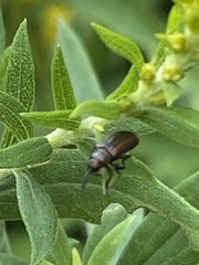 Microrhopala vittata