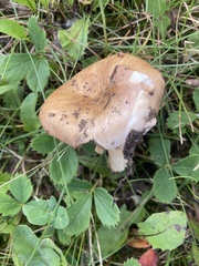 Hebeloma crustuliniforme