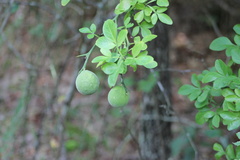 Citrus trifoliata