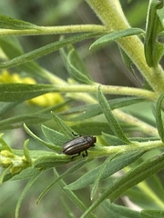Microrhopala vittata