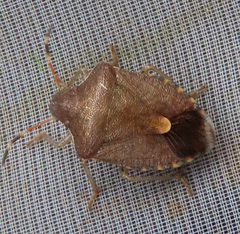 Peribalus strictus vernalis