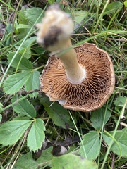 Hebeloma crustuliniforme