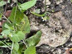 Solanum emulans