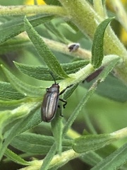Microrhopala vittata