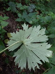 Aconitum lasiostomum