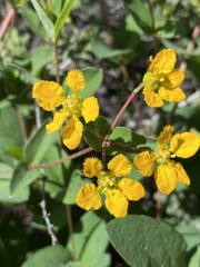 Aspicarpa hirtella