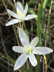 Ornithogalum orthophyllum