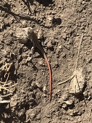 Acanthodactylus erythrurus