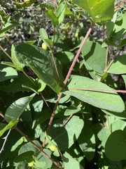 Aspicarpa hirtella