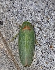 Gyponana octolineata