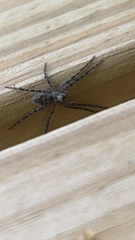 Dolomedes albineus