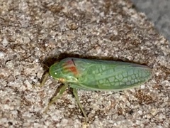 Gyponana octolineata