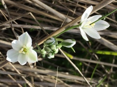Ornithogalum orthophyllum