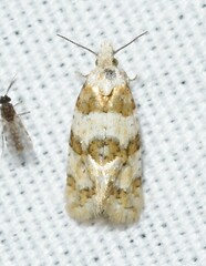 Aethes argentilimitana