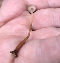 Marasmius sullivantii