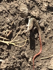 Acanthodactylus erythrurus