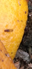 Drosophilidae