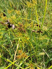 Bolboschoenus robustus