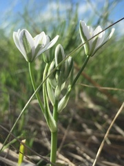 Ornithogalum orthophyllum