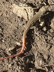 Acanthodactylus erythrurus