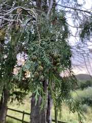 Chamaecyparis lawsoniana