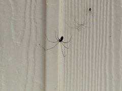 Crossopriza lyoni