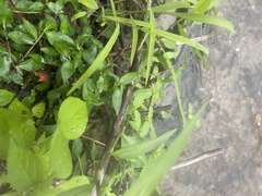 Croton glandulosus septentrionalis