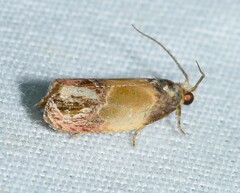 Eumarozia malachitana