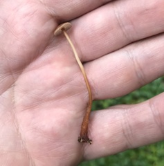 Marasmius sullivantii