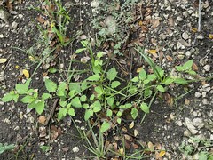 Solanum emulans