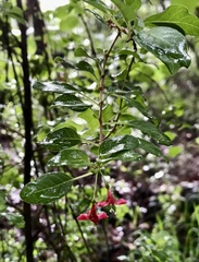 Fuchsia thymifolia