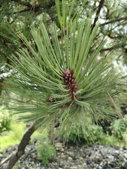 Pinus hartwegii