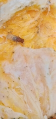 Drosophilidae