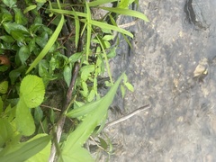 Croton glandulosus septentrionalis