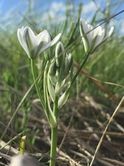 Ornithogalum orthophyllum