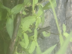 Croton glandulosus septentrionalis