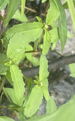 Croton glandulosus septentrionalis