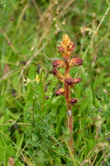 Orobanche gracilis