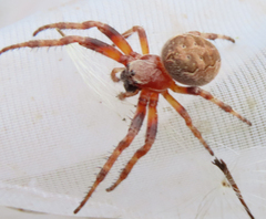 Larinioides patagiatus